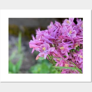 Pink Spring Flowers Posters and Art